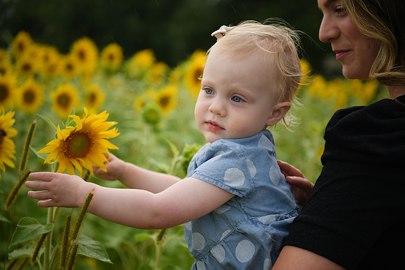 2023 sunflowers [schubert] 129