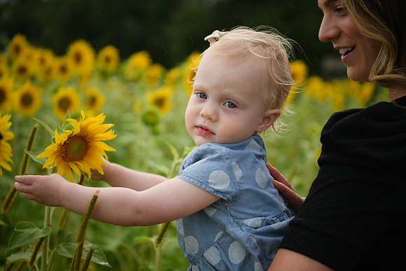 2023 sunflowers [schubert] 130