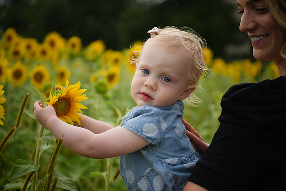 2023 sunflowers [schubert] 131