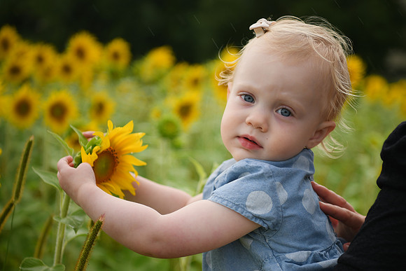 2023 sunflowers [schubert] 132