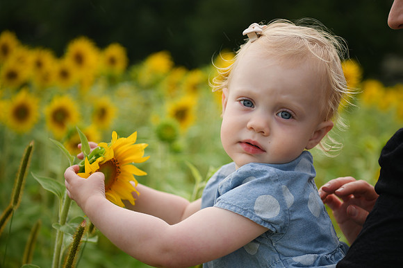2023 sunflowers [schubert] 133