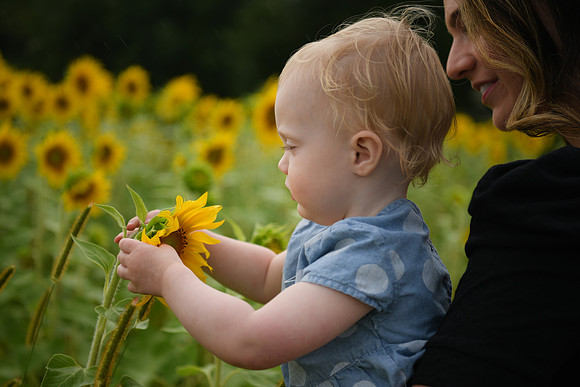 2023 sunflowers [schubert] 134