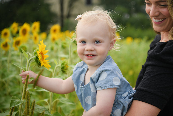 2023 sunflowers [schubert] 145