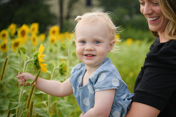 2023 sunflowers [schubert] 146