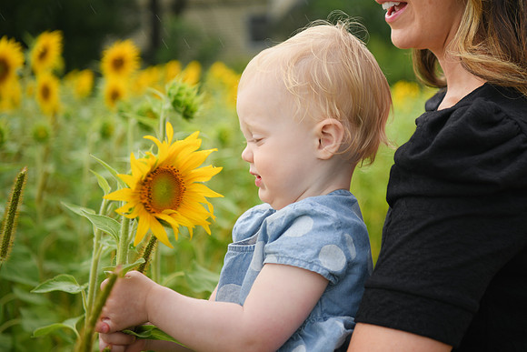 2023 sunflowers [schubert] 149