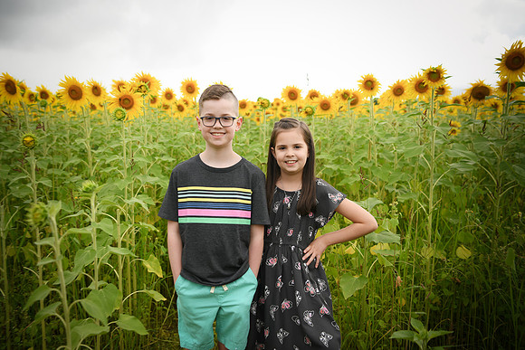 2023 sunflowers [bernard] 023
