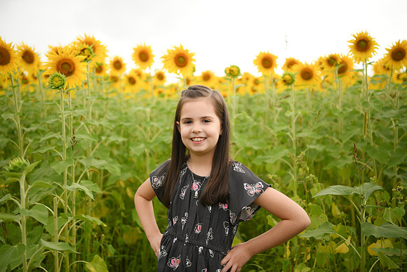 2023 sunflowers [bernard] 047