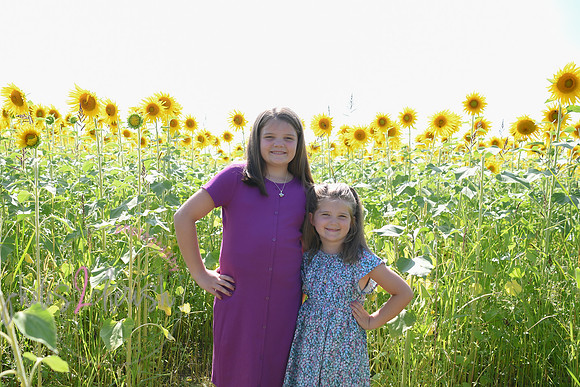 Sunflowers [Flagner] 034
