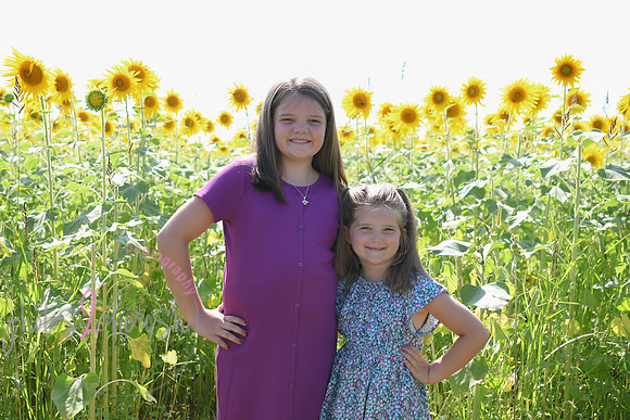 Sunflowers [Flagner] 035