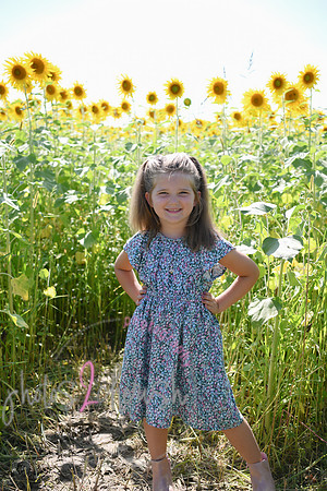 Sunflowers [Flagner] 045