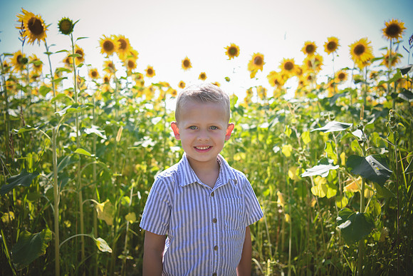 Sunflowers [Hutchinson] 005