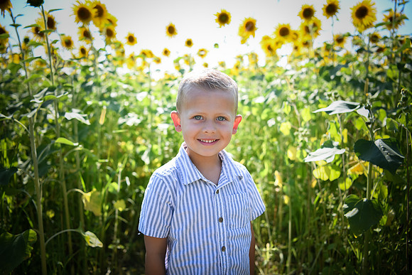 Sunflowers [Hutchinson] 006