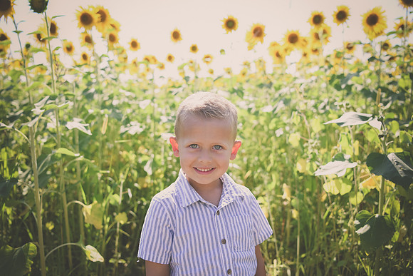 Sunflowers [Hutchinson] 008