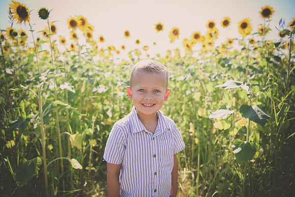 Sunflowers [Hutchinson] 007