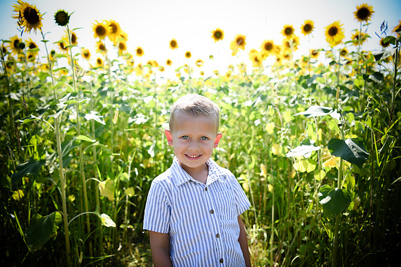 Sunflowers [Hutchinson] 009