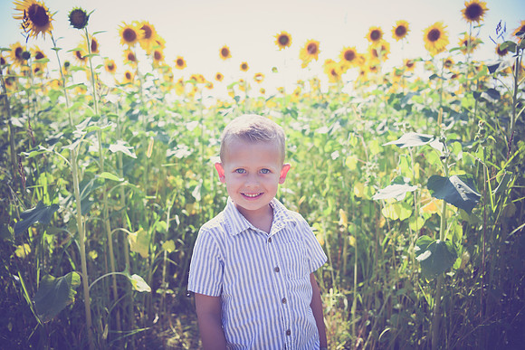 Sunflowers [Hutchinson] 010