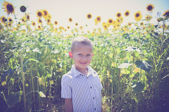 Sunflowers [Hutchinson] 011