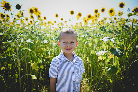 Sunflowers [Hutchinson] 012
