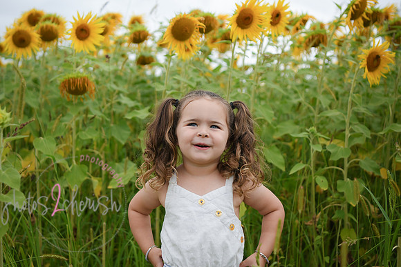 Sunflowers [addie] 001