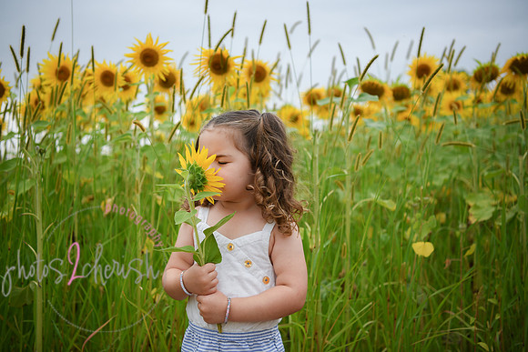 Sunflowers [addie] 014