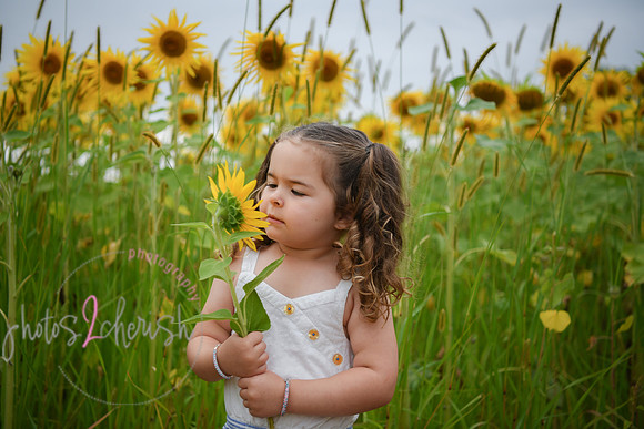 Sunflowers [addie] 015