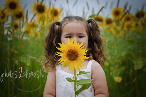 Sunflowers [addie] 016