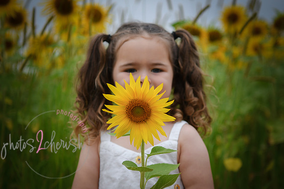 Sunflowers [addie] 017