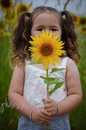 Sunflowers [addie] 018