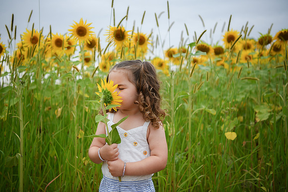 Sunflowers [addie] 014