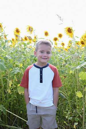 Sunflowers [Honsey] 75