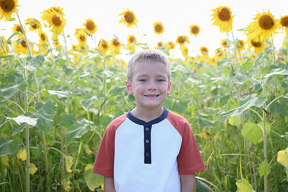 Sunflowers [Honsey] 79