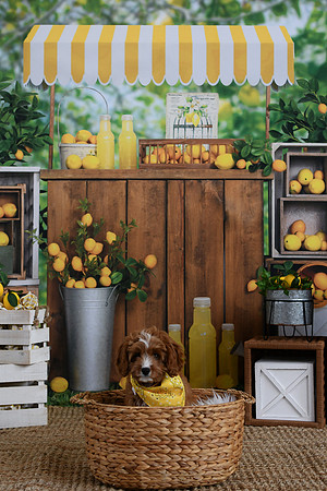 ALS lemonade 8 15