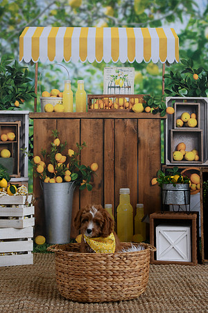 ALS lemonade 8 14