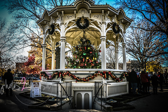 2023 Medina Tree [CLW] 12