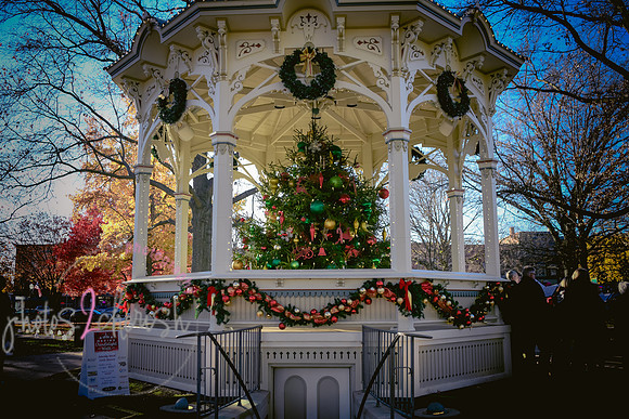 2023 Medina Tree [CLW] 14