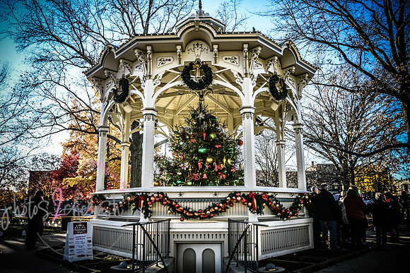 2023 Medina Tree [CLW] 16